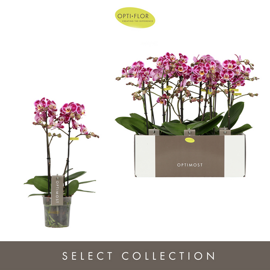 Planta naturala 2-Branches Purple/Pink H40cm Phalaenopsis Multiflora Optimost Bubbles PS12/ in pamant