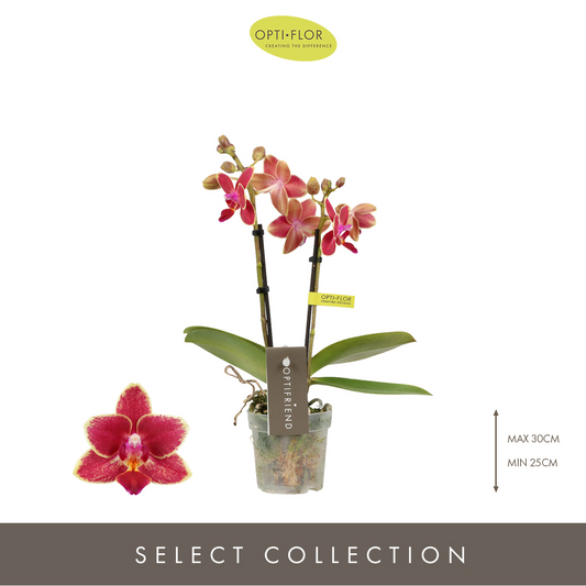 Planta naturala 2-Branches Red H25cm Phalaenopsis Multiflora Optifriend Kyra PS7/ in pamant