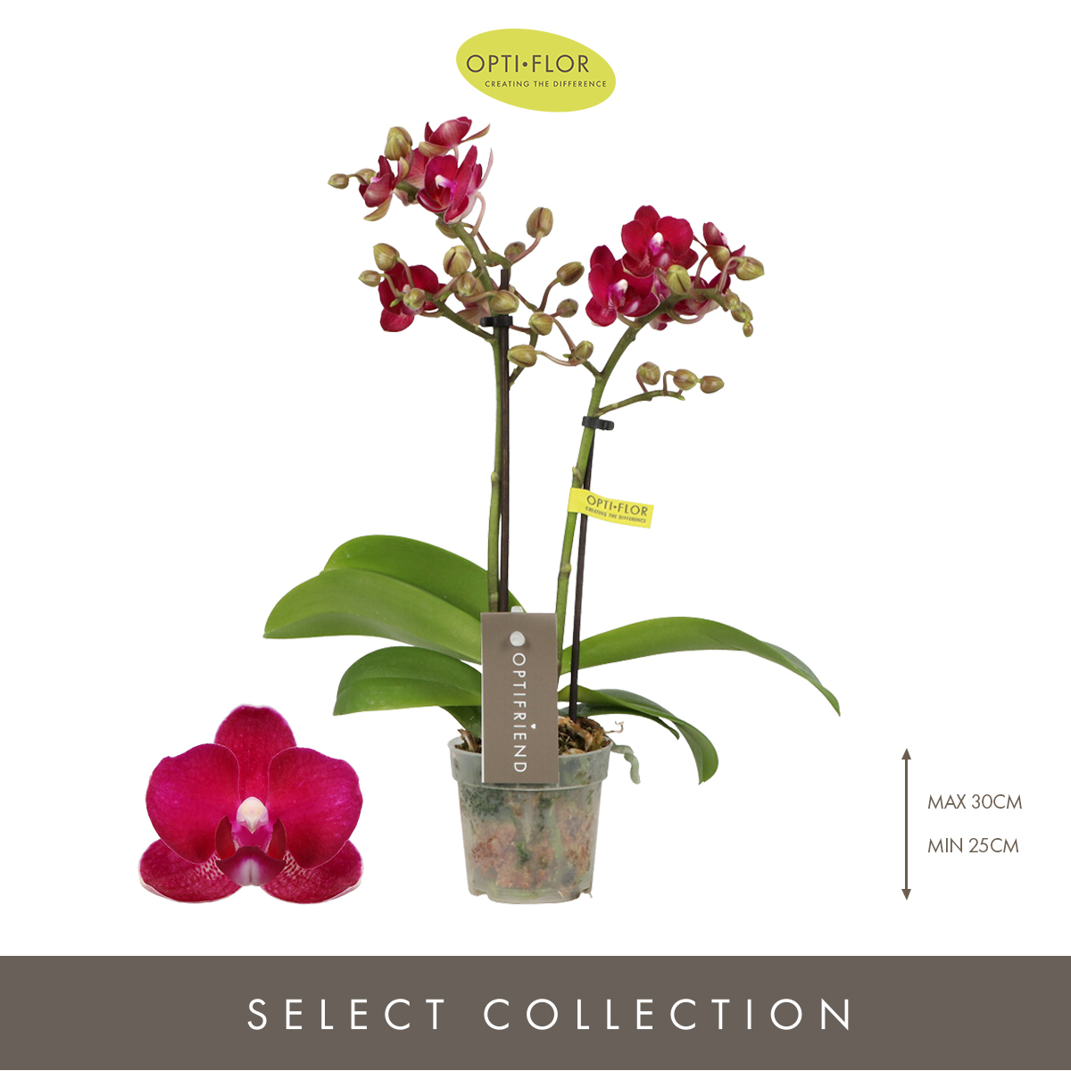 Planta naturala 2-Branches Red H25cm Phalaenopsis Multiflora Optifriend Lola PS7/ in pamant
