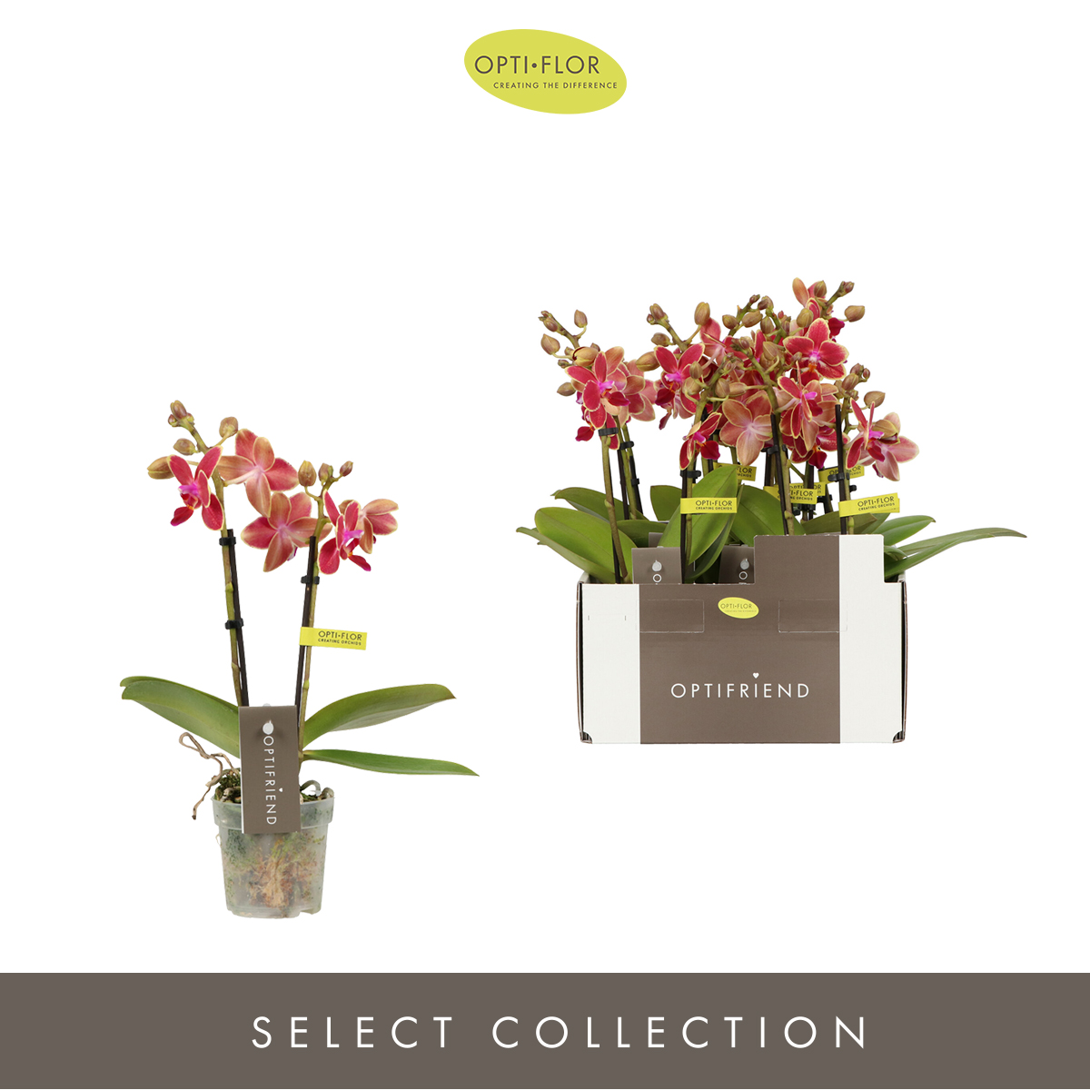 Planta naturala 2-Branches Red H25cm Phalaenopsis Multiflora Optifriend Red PS7/ in pamant