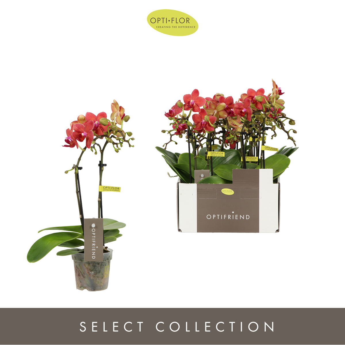 Planta naturala 2-Branches Red H25cm Phalaenopsis Multiflora Optifriend Rosa PS7/ in pamant