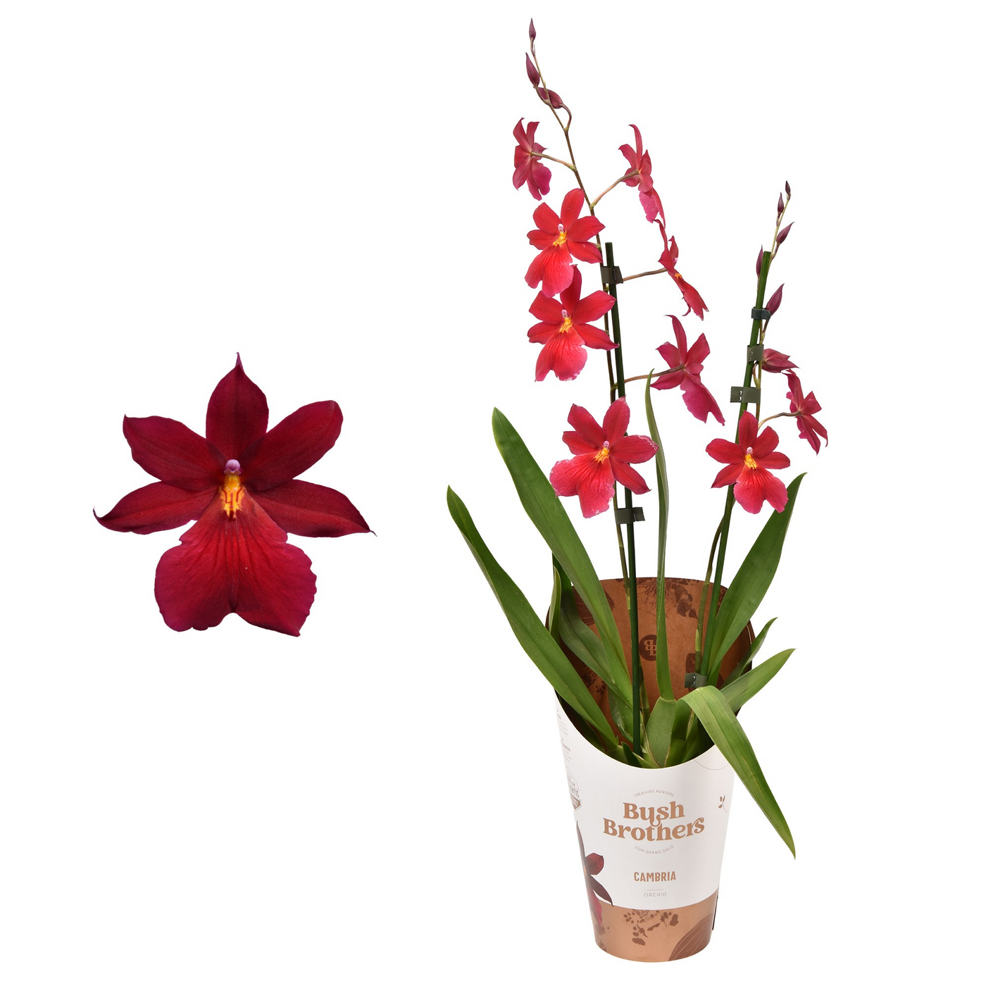 Planta naturala 2-Branches Red H55cm Cambria 'Nelly Isler' Red Velvet PS12/ in pamant