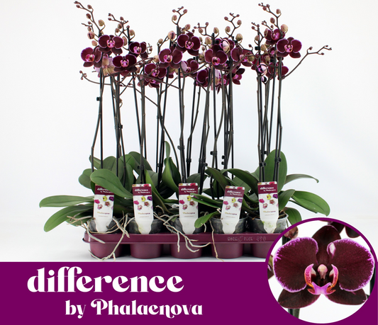 Planta naturala 2-Branches Red H60cm Phalaenopsis Debora PS12/ in pamant