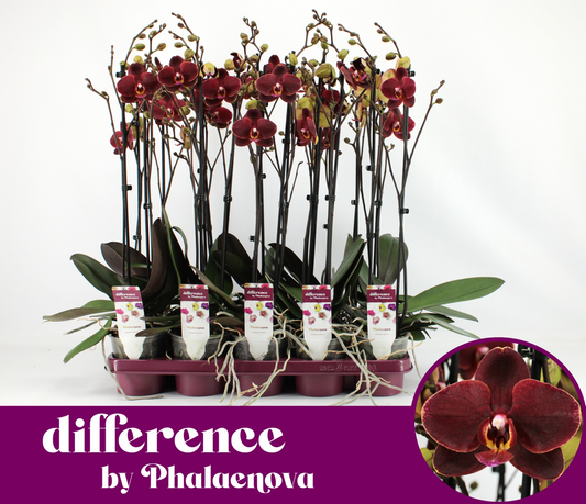 Planta naturala 2-Branches Red H60cm Phalaenopsis Ola PS12/ in pamant