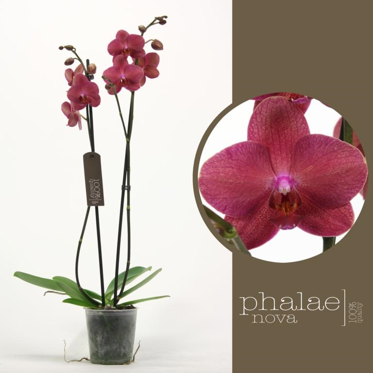 Planta naturala 2-Branches Red H65cm Phalaenopsis Burgundy PS12/ in pamant