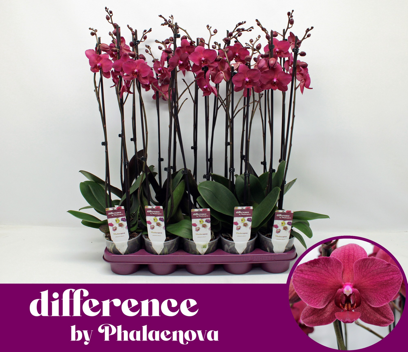 Planta naturala 2-Branches Red H70cm Phalaenopsis Pavarotti PS12/ in pamant