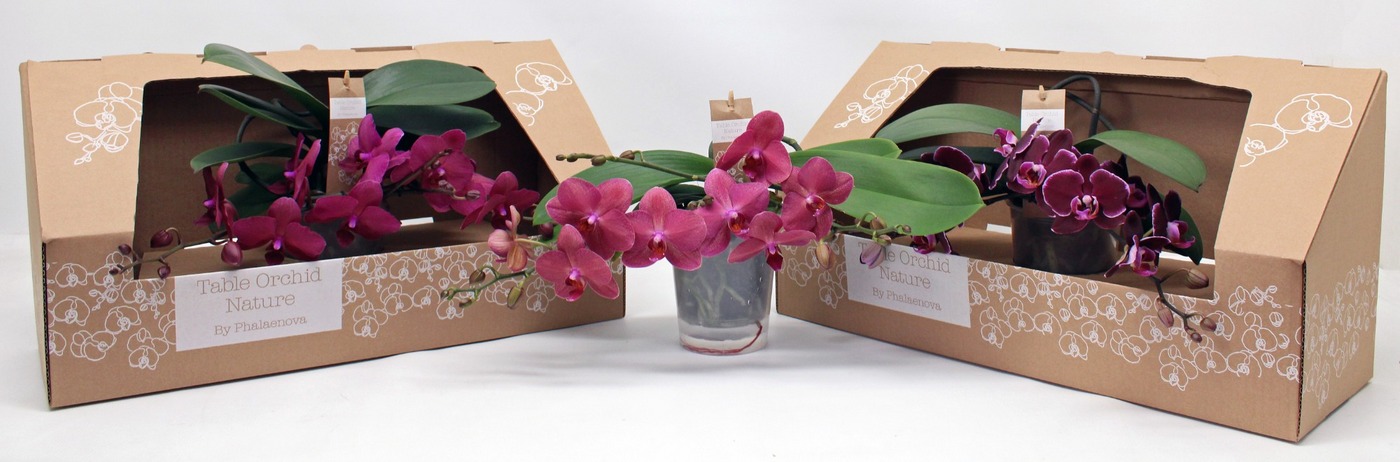 Planta naturala 2-Branches Red/Purple H35cm Phalaenopsis Table Orchid PS12/ in pamant