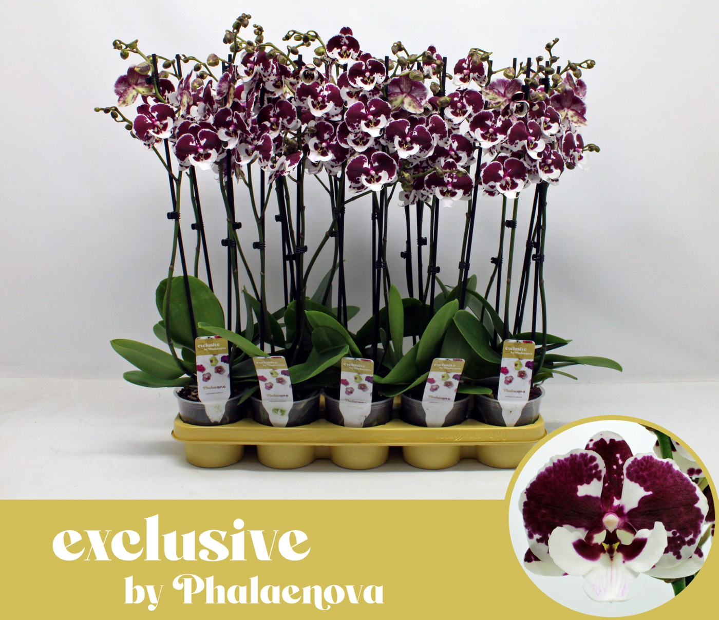 Planta naturala 2-Branches Red/White H65cm Phalaenopsis Untold Stories PS12/ in pamant