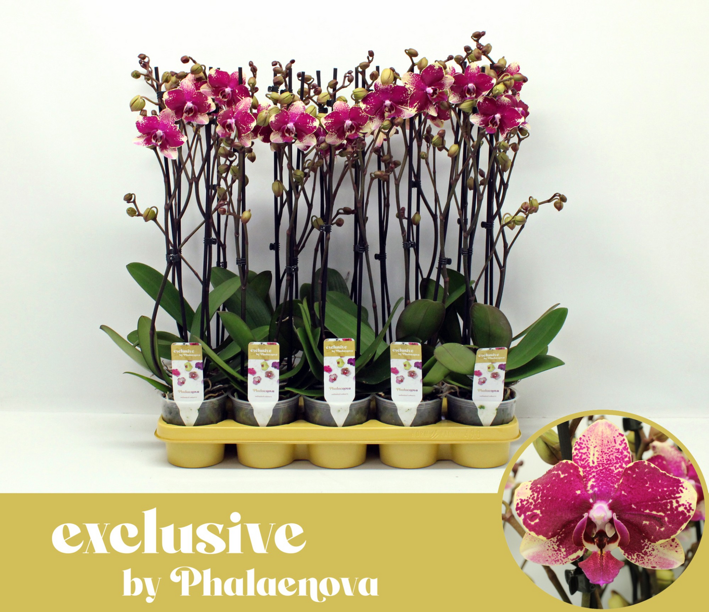 Planta naturala 2-Branches Red/Yellow H60cm Phalaenopsis Rombley PS12/ in pamant