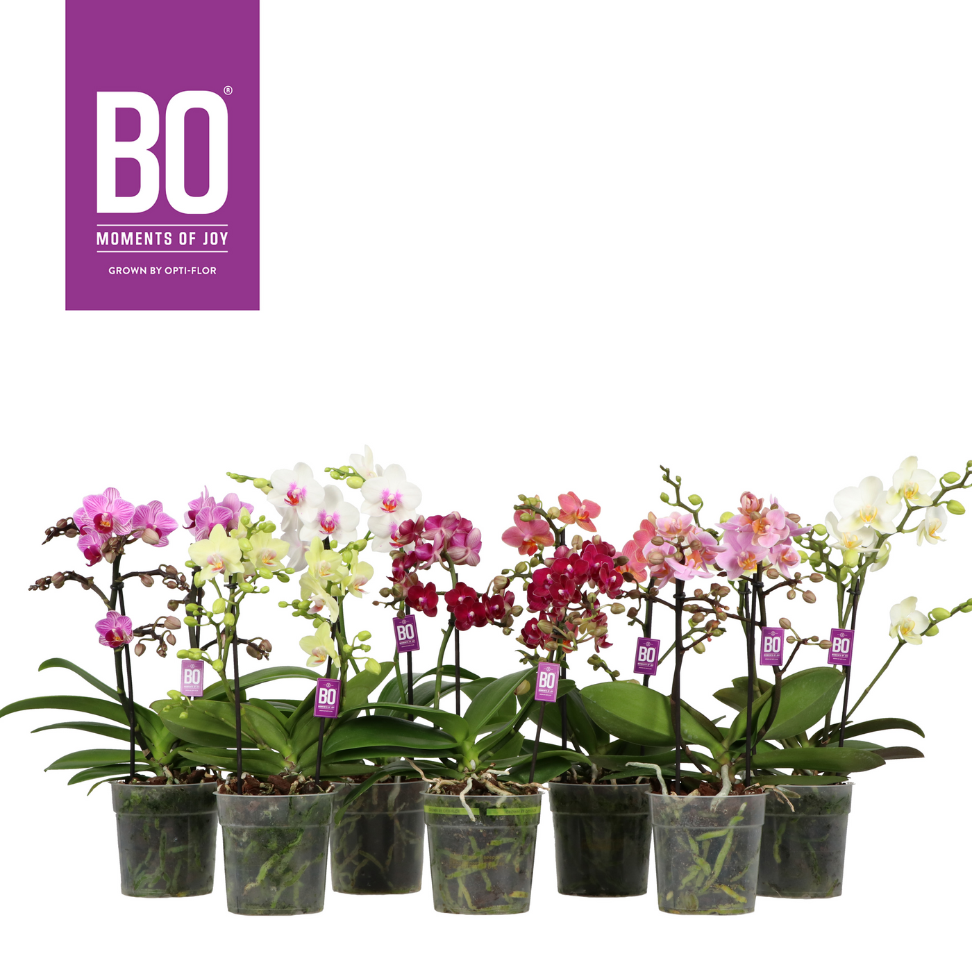 Planta naturala 2-Branches Various colours H40cm Phalaenopsis Multiflora Flora BO Collection mix PS12/ in pamant