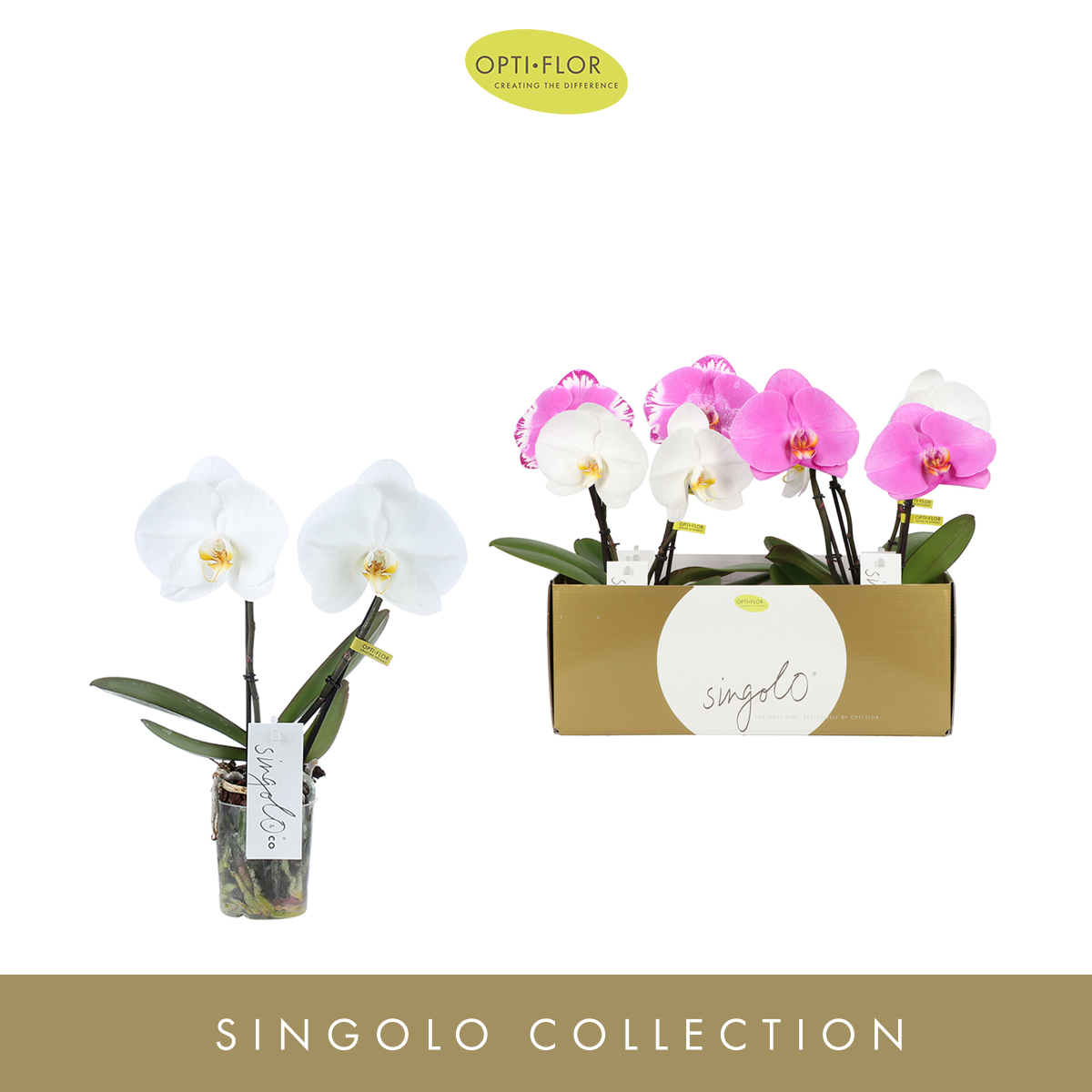Planta naturala 2-Branches Various colours H40cm Phalaenopsis Singolo & Co mix PS9/ in pamant