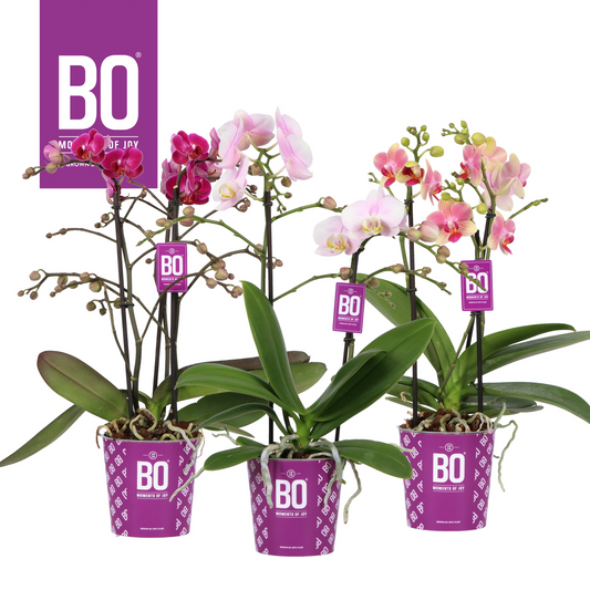 Planta naturala 2-Branches Various colours H45cm Phalaenopsis Multiflora Colours BO Collection mix PS12/ in pamant