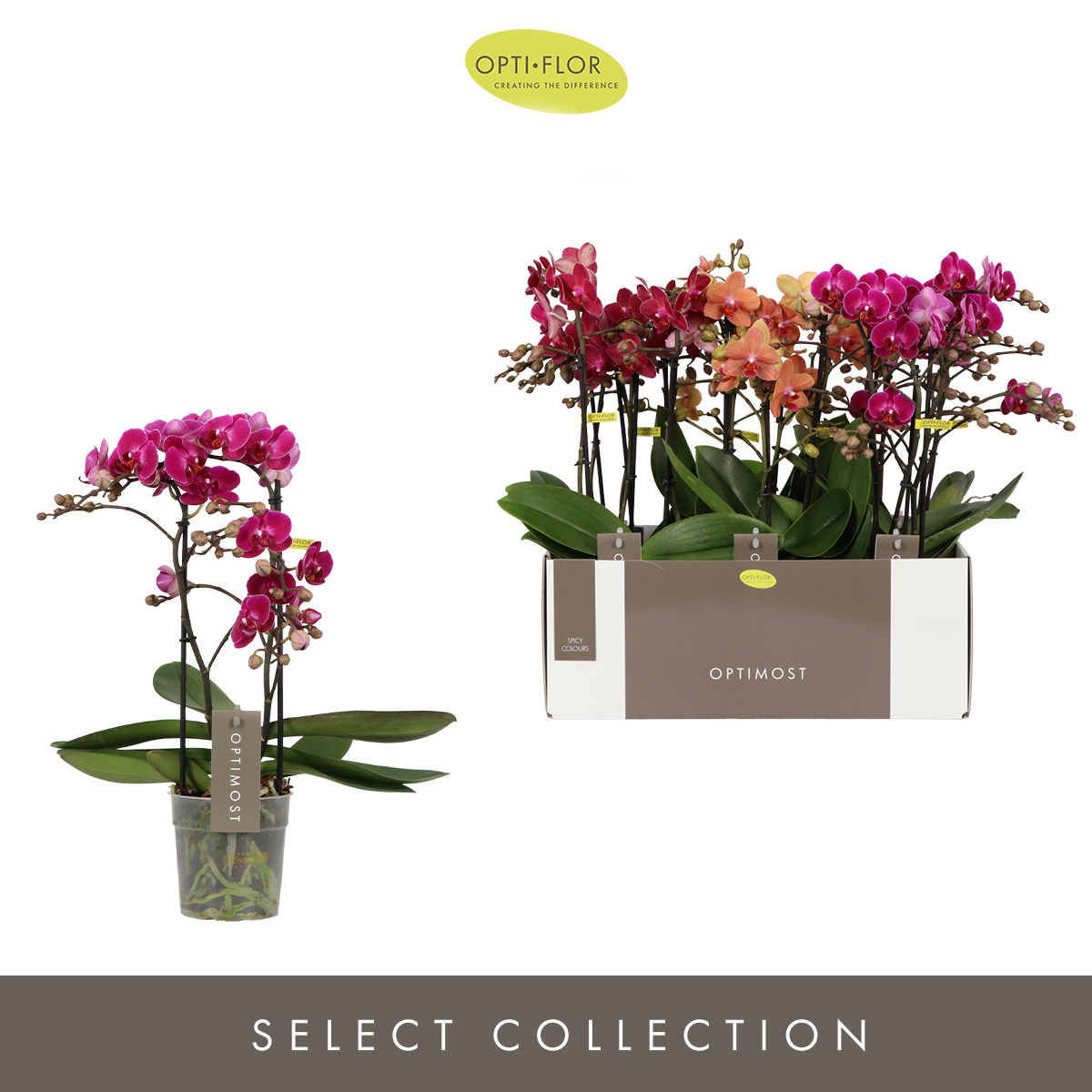 Planta naturala 2-Branches Various colours H45cm Phalaenopsis Multiflora Optimost Spicy Colours PS12/ in pamant