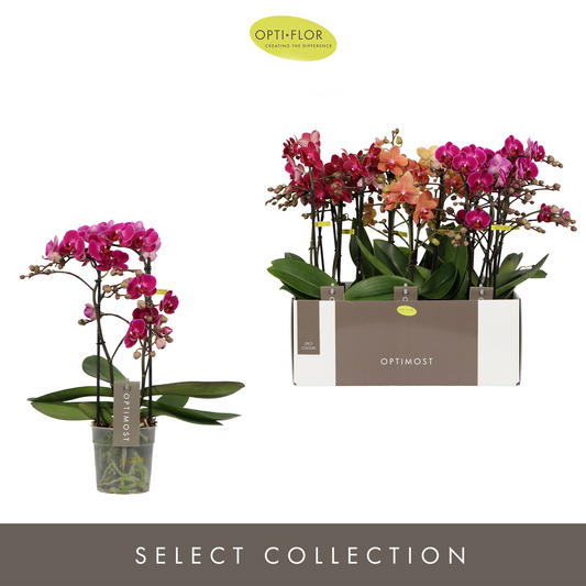 Planta naturala 2-Branches Various colours H45cm Phalaenopsis Multiflora Optimost Spicy Colours PS12/ in pamant