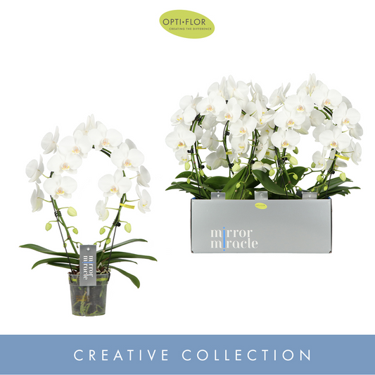 Planta naturala 2-Branches White. Arch H50cm Phalaenopsis Mirror Miracle Aurora PS12/ in pamant