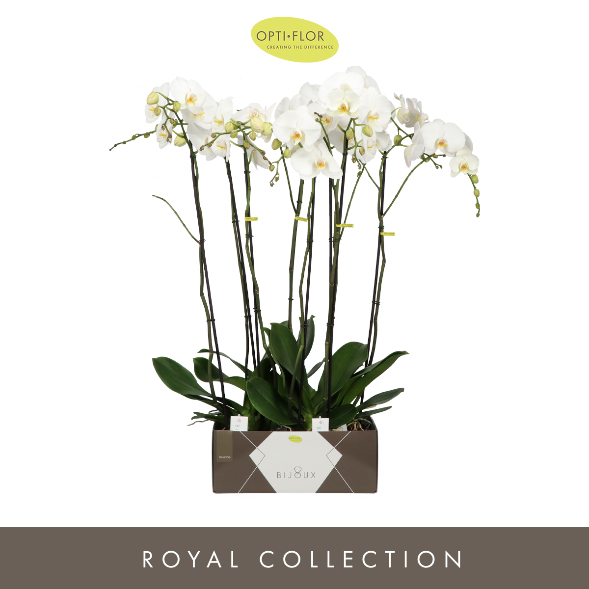 Planta naturala 2-Branches White H100cm Phalaenopsis Bijoux Diamond PS15/ in pamant