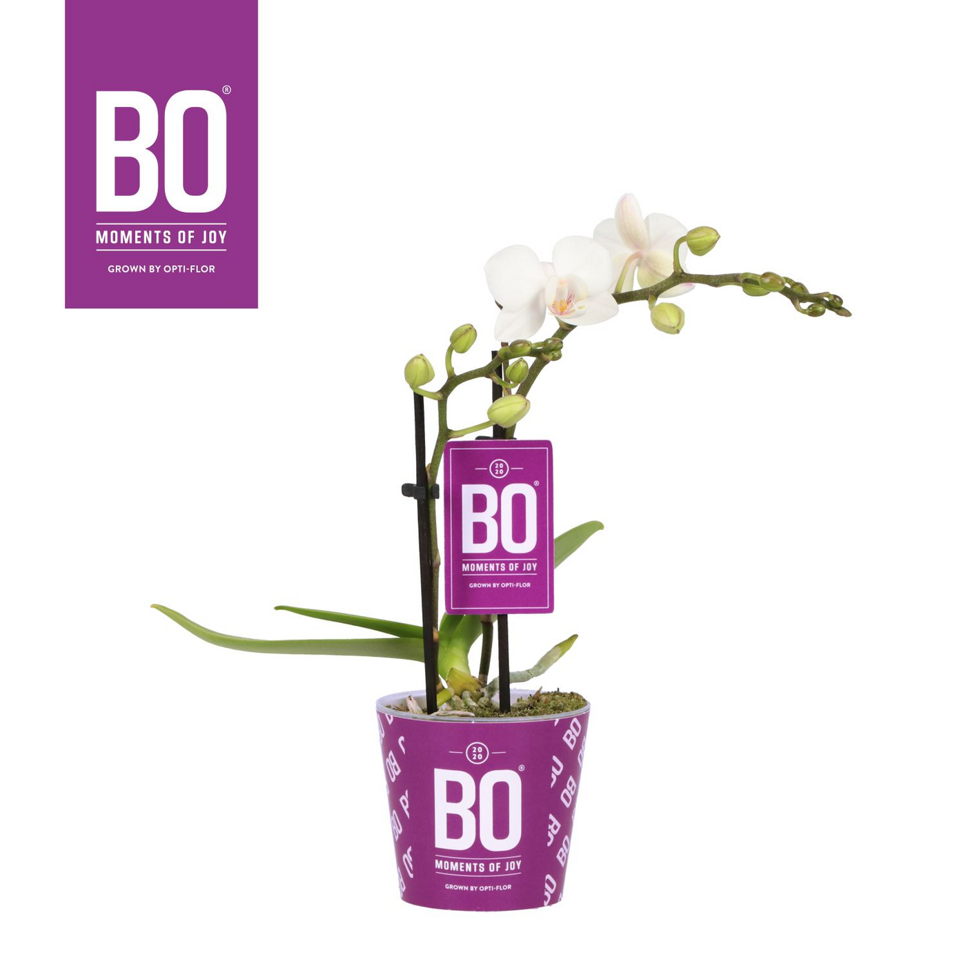 Planta naturala 2-Branches White H25cm Phalaenopsis Multiflora Bo Collection 'Sweety' PS7/ in pamant