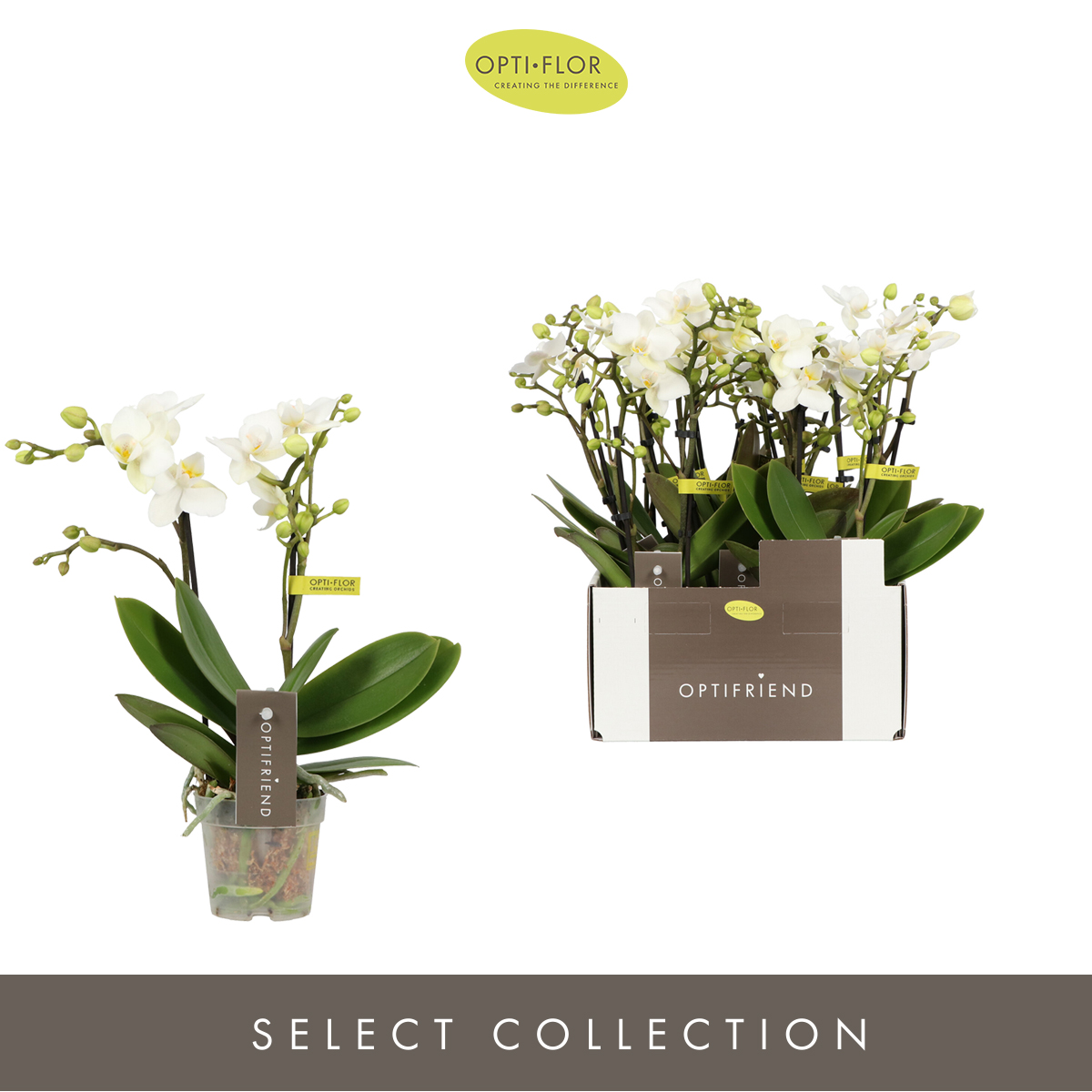 Planta naturala 2-Branches White H25cm Phalaenopsis Multiflora Optifriend Sandra PS7/ in pamant