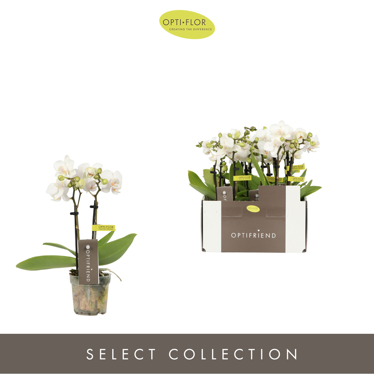 Planta naturala 2-Branches White H25cm Phalaenopsis Multiflora Optifriend White PS7/ in pamant