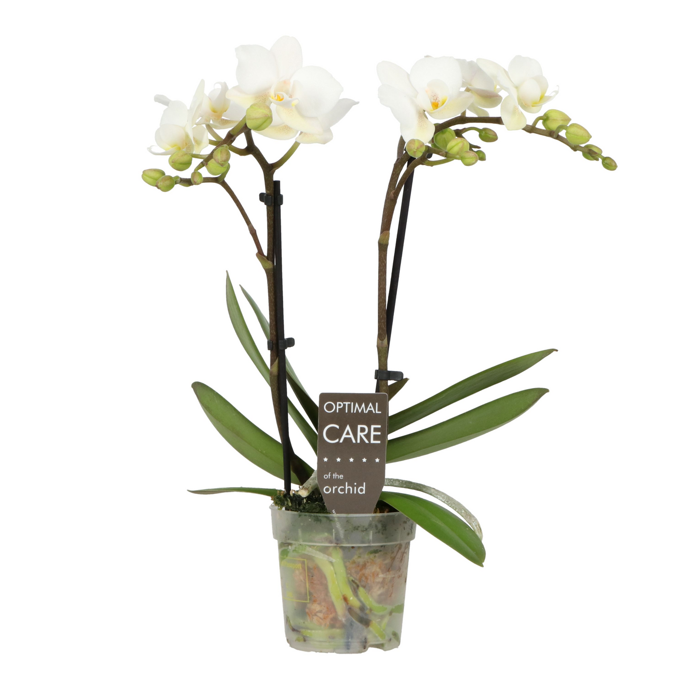 Planta naturala 2-Branches White H25cm Phalaenopsis Multiflora Sweety Sandra PS7/ in pamant