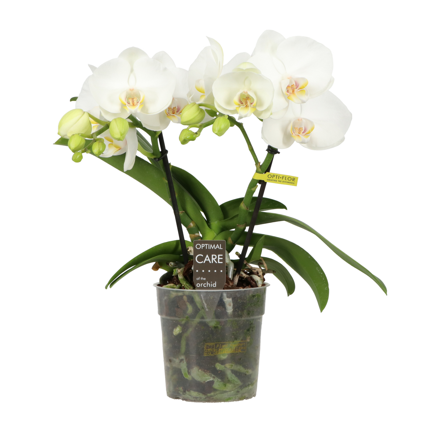 Planta naturala 2-Branches White H30cm Phalaenopsis Shorty PS12/ in pamant