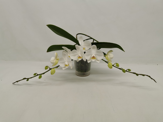 Planta naturala 2-Branches White H30cm Phalaenopsis Table LOS PS12/ in pamant