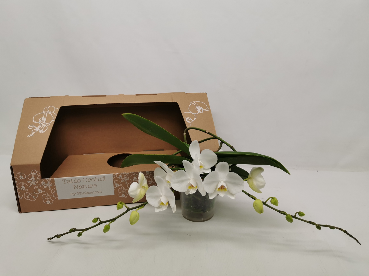 Planta naturala 2-Branches White H35cm Phalaenopsis Table Orchid PS12/ in pamant