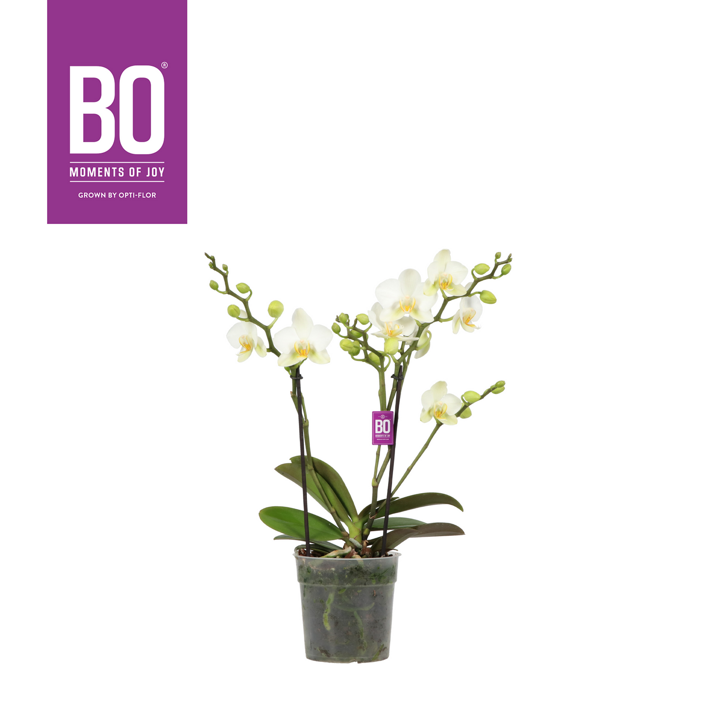 Planta naturala 2-Branches White H45cm Phalaenopsis Multiflora Flora BO Collection White PS12/ in pamant