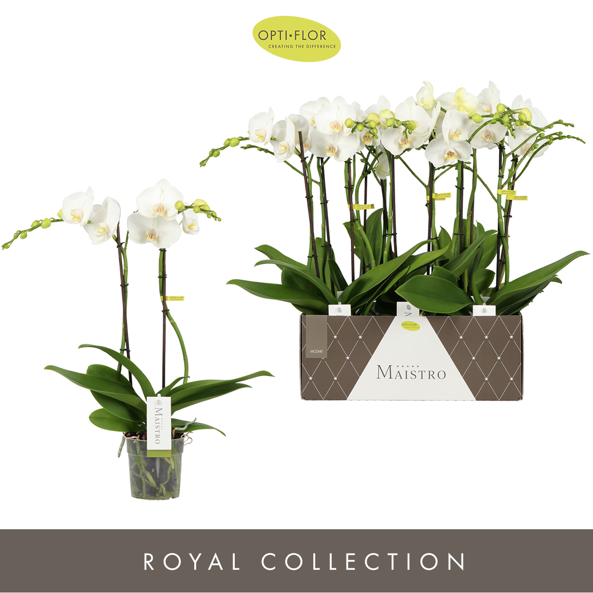 Planta naturala 2-Branches White H50cm Phalaenopsis Maistro Mozart PS12/ in pamant