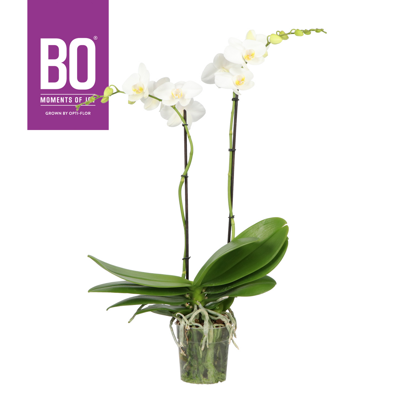 Planta naturala 2-Branches White H60cm Phalaenopsis Funda BO Collection PS12/ in pamant