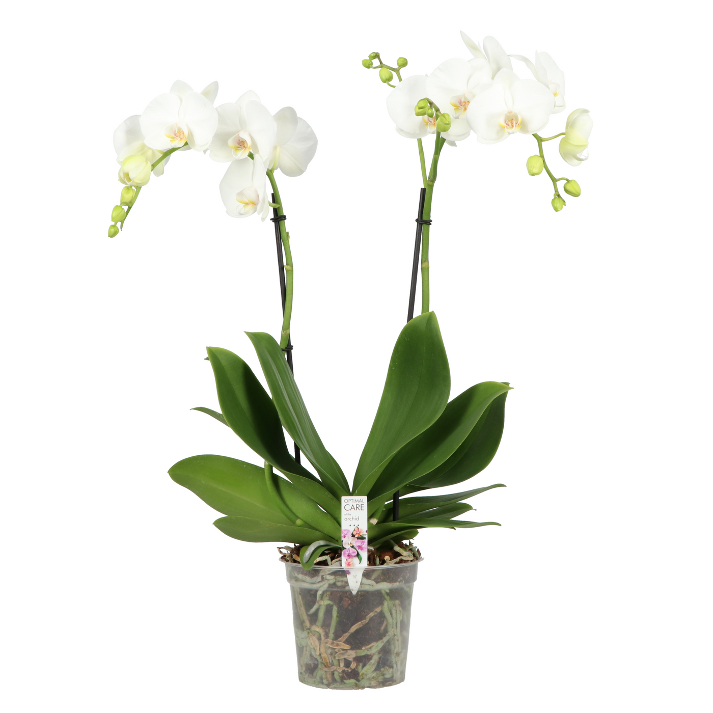Planta naturala 2-Branches White H60cm Phalaenopsis Funda BO Collection PS15/ in pamant
