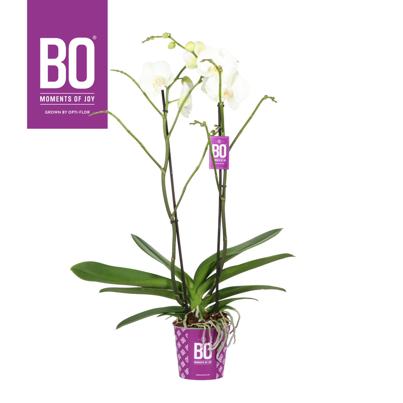 Planta naturala 2-Branches White H60cm Phalaenopsis King BO Collection PS15/ in pamant