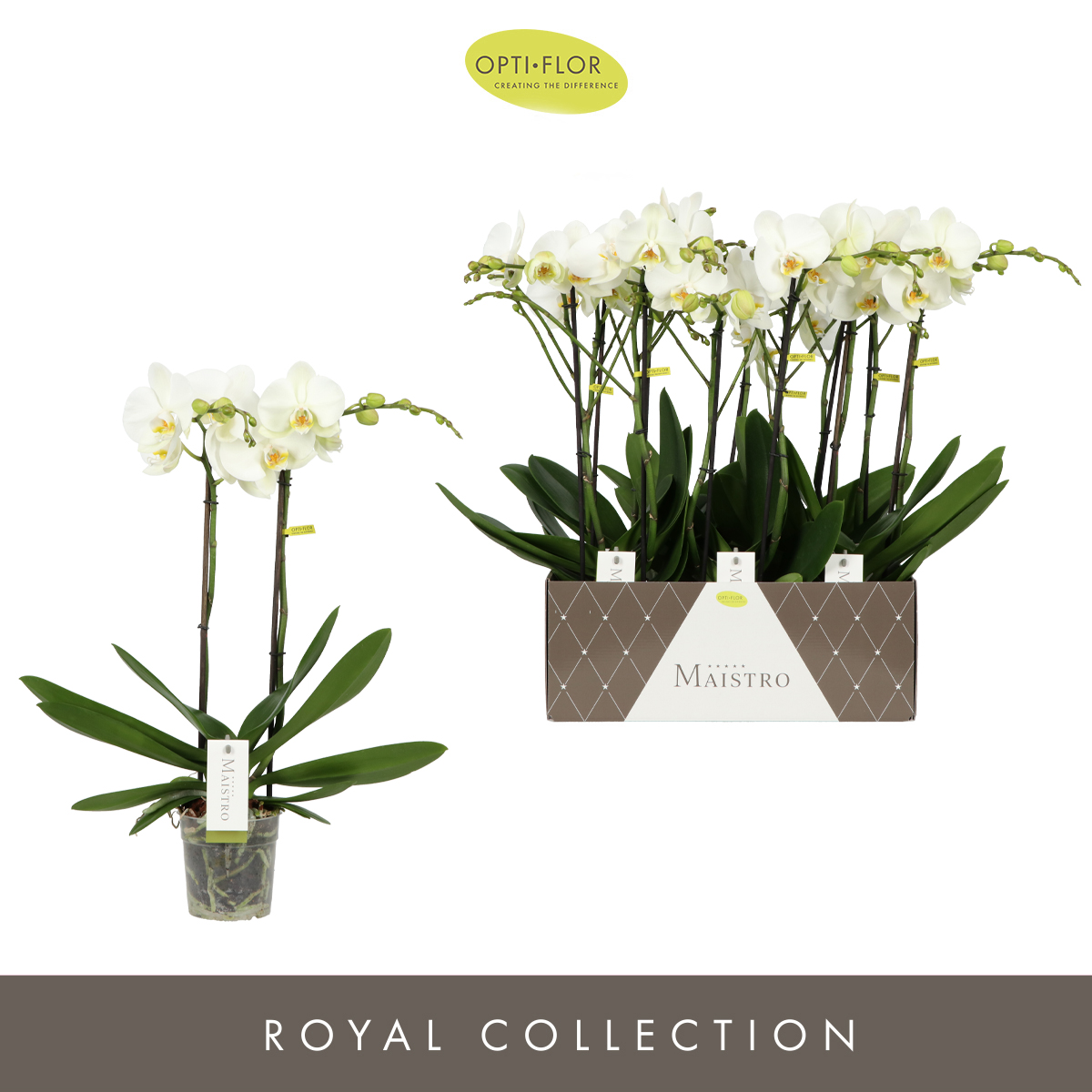 Planta naturala 2-Branches White H60cm Phalaenopsis Maistro Bach PS12/ in pamant
