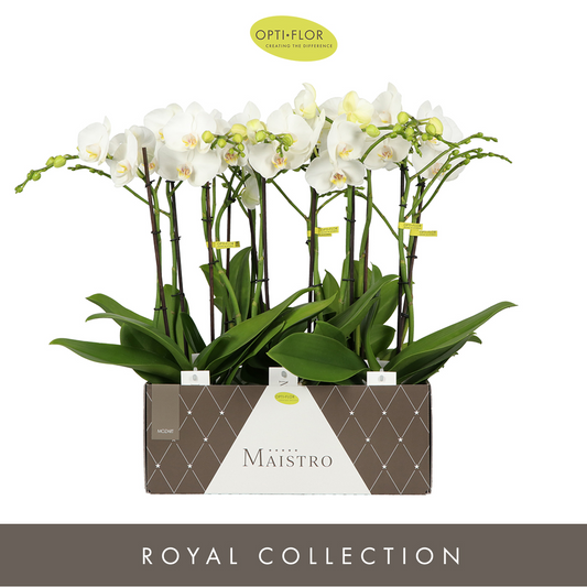 Planta naturala 2-Branches White H60cm Phalaenopsis Maistro Mozart PS12/ in pamant