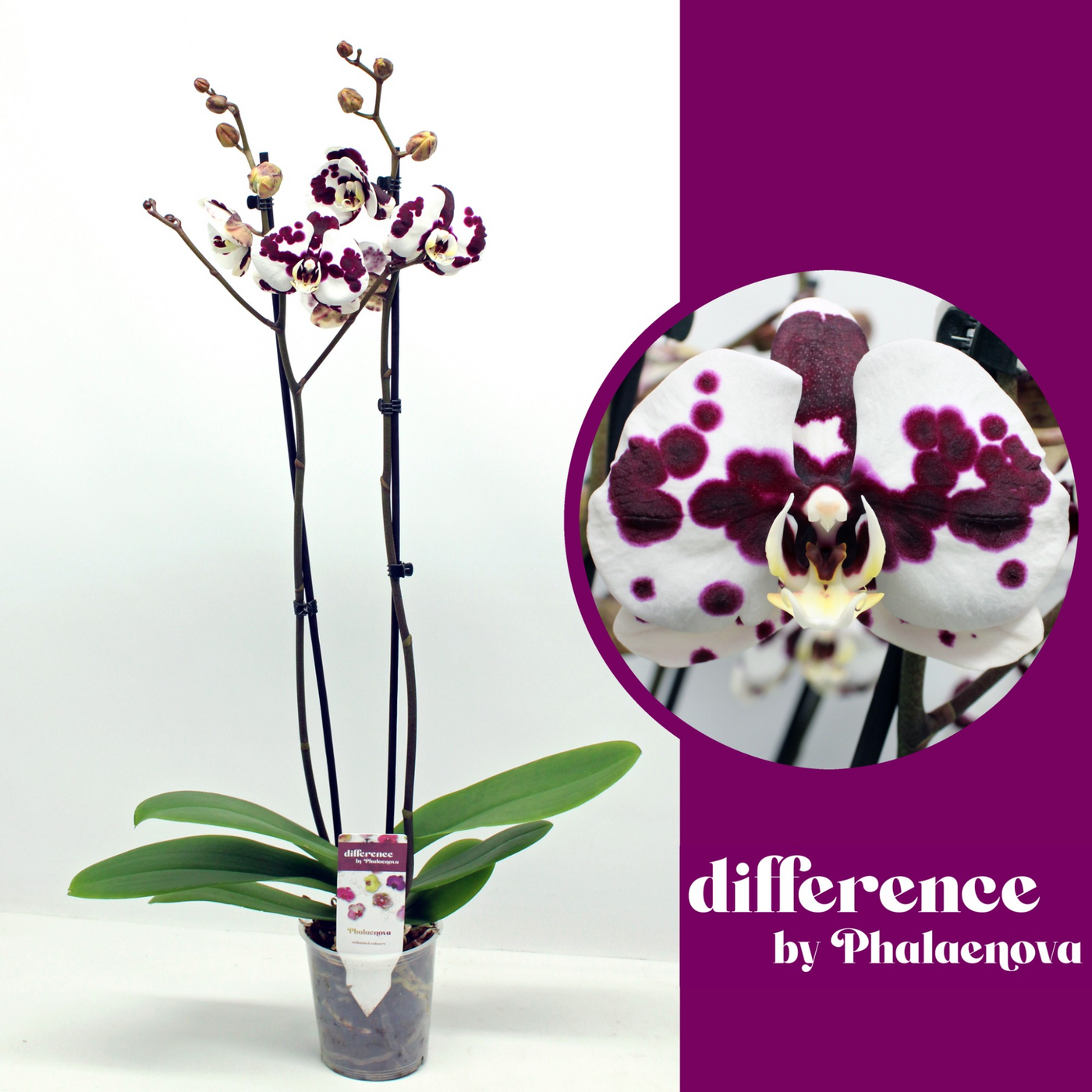 Planta naturala 2-Branches White H60cm Phalaenopsis Polka Dots PS12/ in pamant