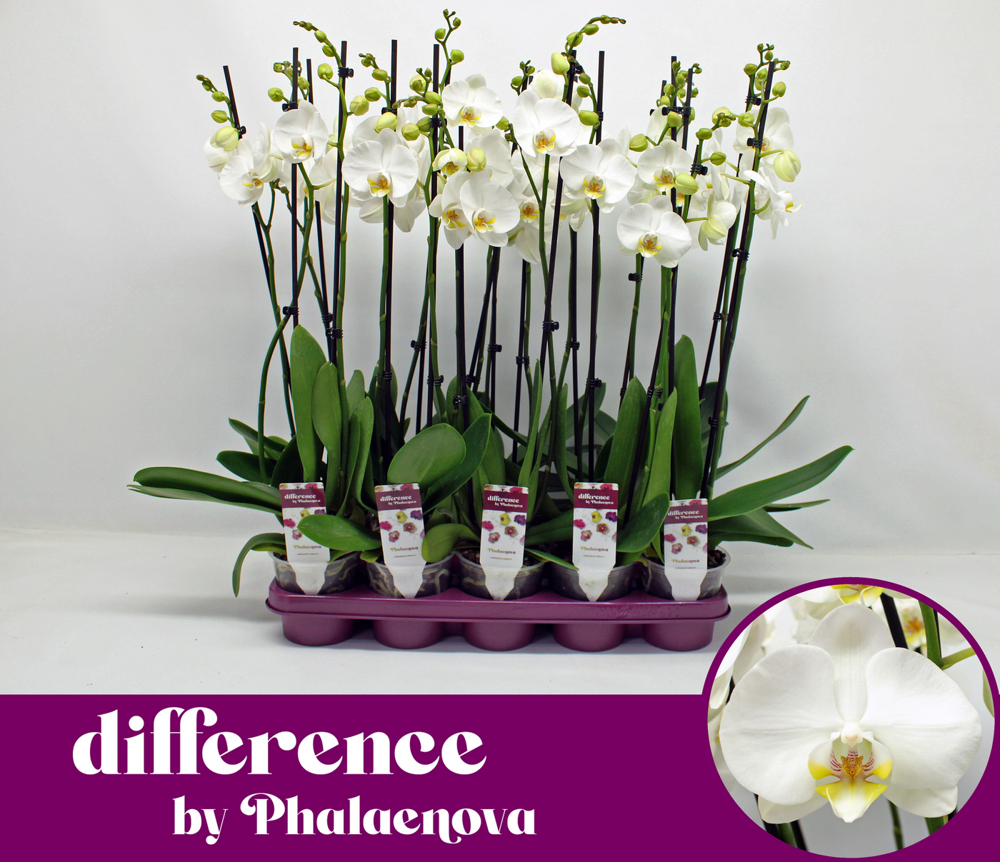 Planta naturala 2-Branches White H65cm Phalaenopsis Notthingam PS12/ in pamant