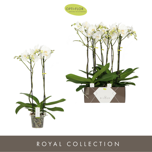 Planta naturala 2-Branches White H70cm Phalaenopsis Bijoux Crystal PS15/ in pamant
