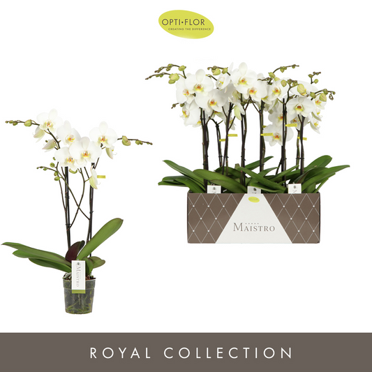 Planta naturala 2-Branches White H70cm Phalaenopsis Maistro Beethoven PS12/ in pamant