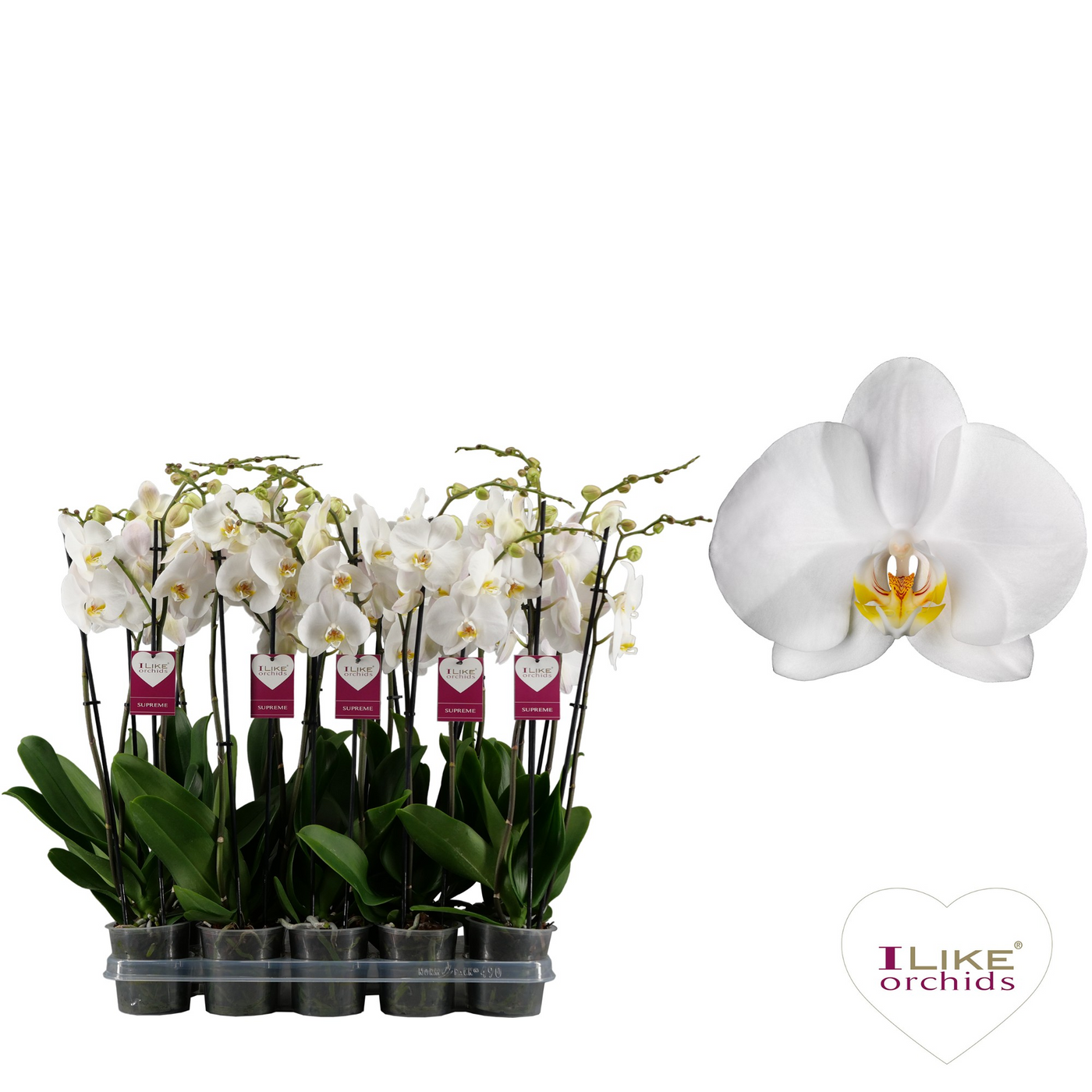 Planta naturala 2-Branches White H75cm Phalaenopsis Cambridge PS12/ in pamant