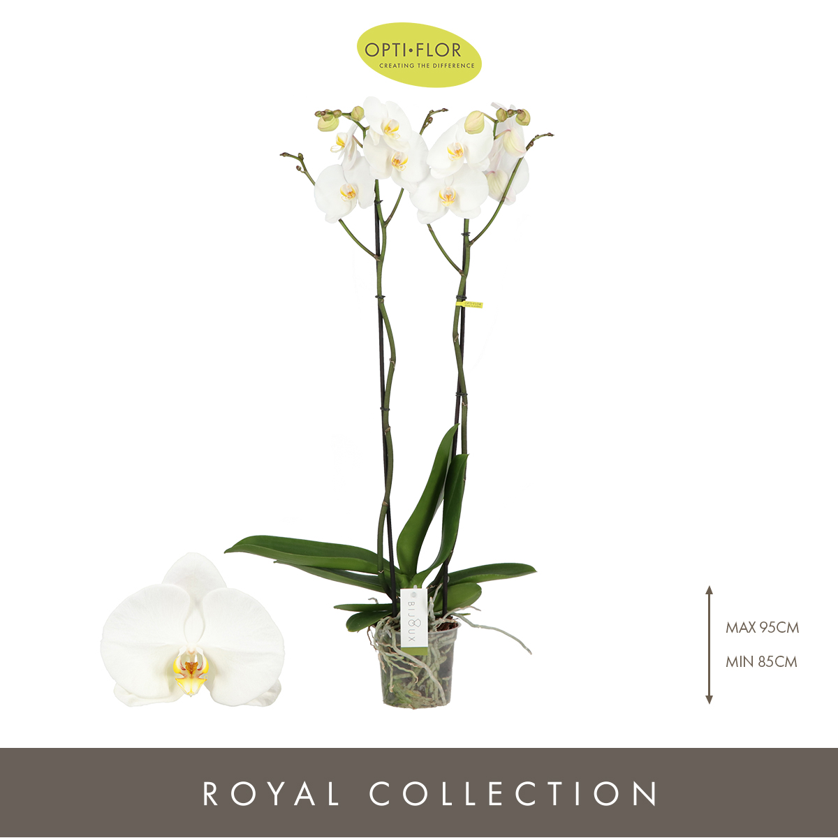 Planta naturala 2-Branches White H80cm Phalaenopsis Bijoux Moonstone PS15/ in pamant