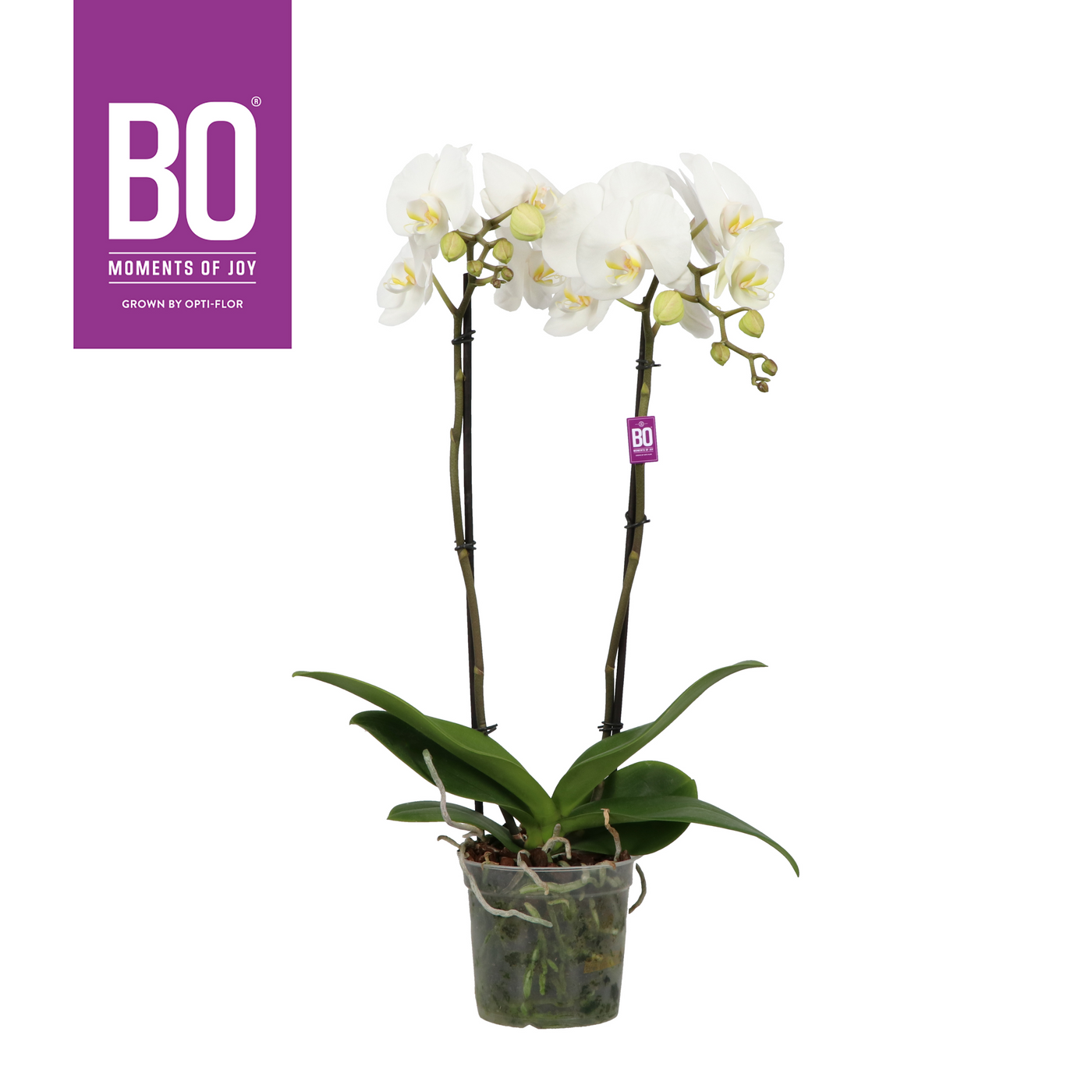 Planta naturala 2-Branches White H80cm Phalaenopsis King Bo Collection PS15/ in pamant