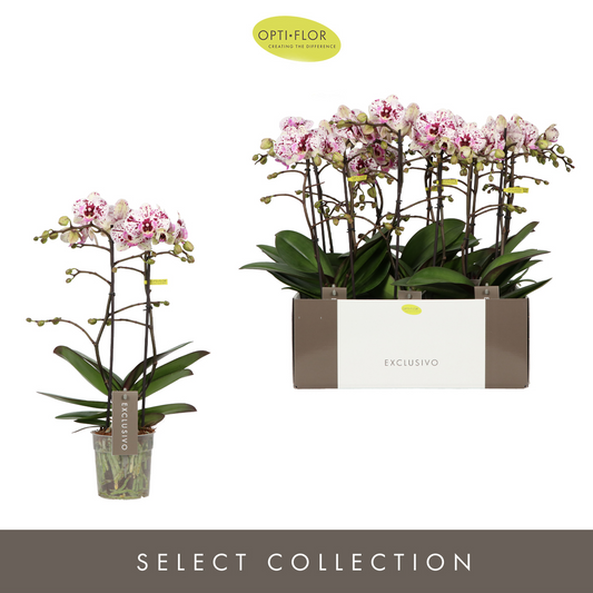Planta naturala 2-Branches White/Pink H45cm Phalaenopsis Multiflora Exclusivo Athena PS12/ in pamant