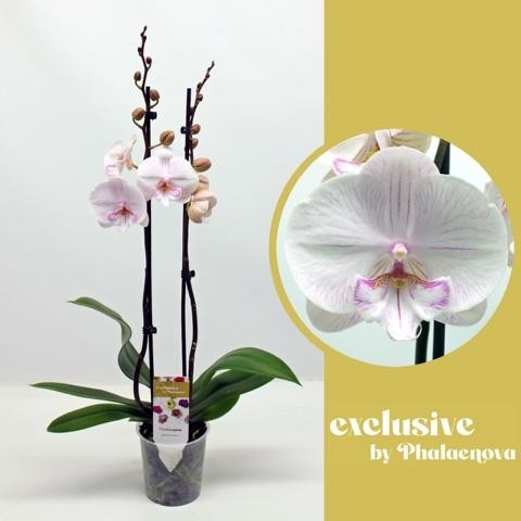 Planta naturala 2-Branches White/Pink H65cm Phalaenopsis Ambon PS12/ in pamant