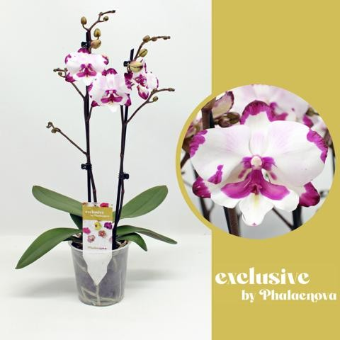 Planta naturala 2-Branches White/Purple H60cm Phalaenopsis Emily PS12/ in pamant