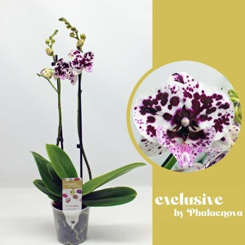 Planta naturala 2-Branches White/Purple H60cm Phalaenopsis Speechless Elegance PS12/ in pamant