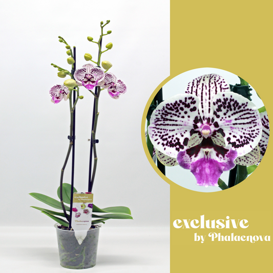 Planta naturala 2-Branches White/Purple H60cm Phalaenopsis Zoe PS12/ in pamant