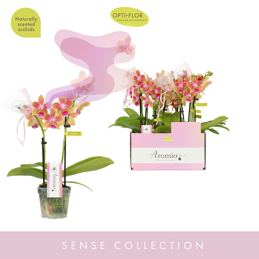 Planta naturala 2-Branches Yellow H25cm Phalaenopsis Multiflora Aromio Spring PS7/ in pamant