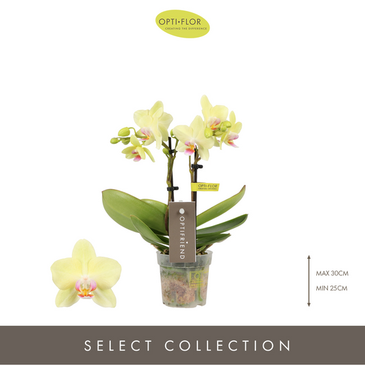 Planta naturala 2-Branches Yellow H25cm Phalaenopsis Multiflora Optifriend Lena PS7/ in pamant