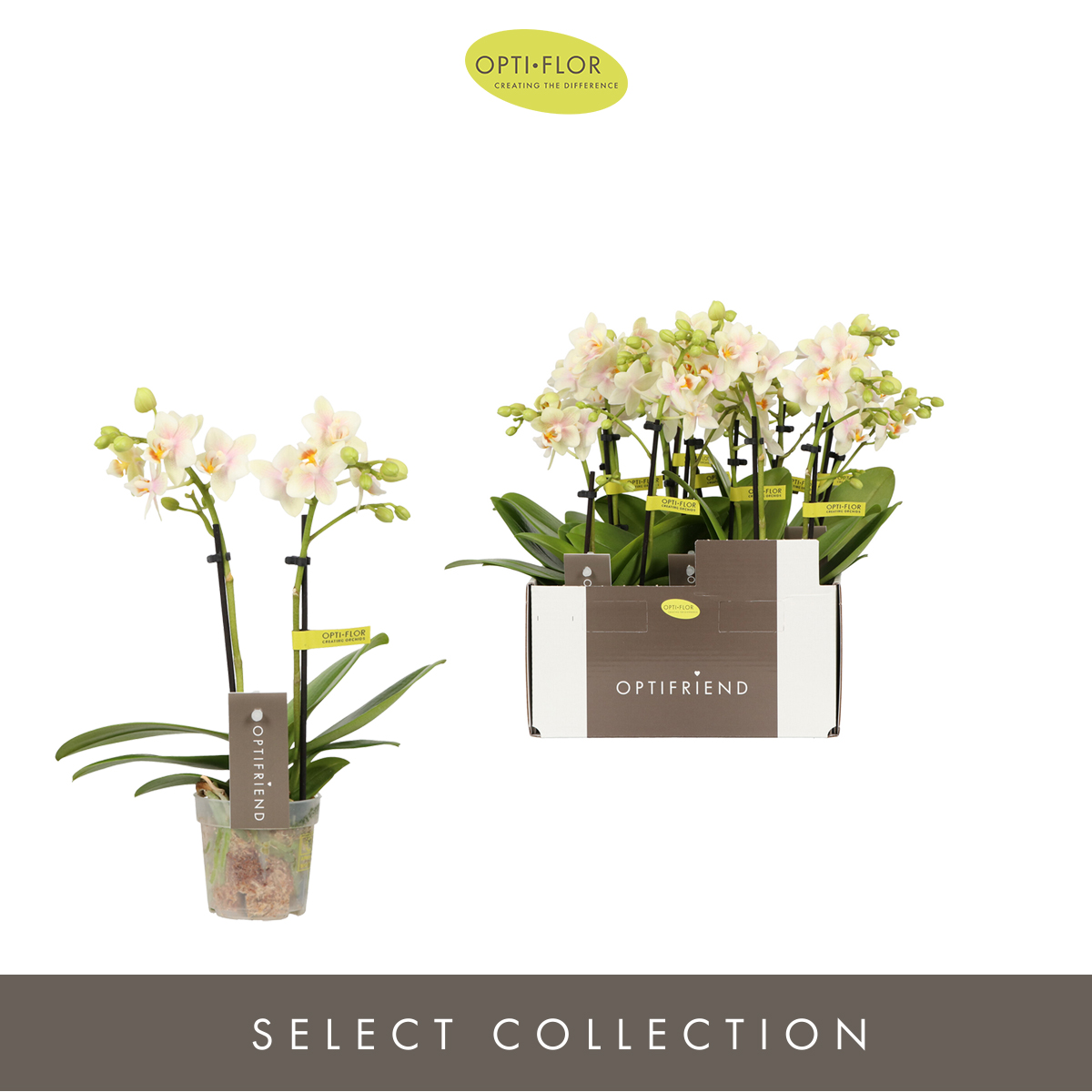Planta naturala 2-Branches Yellow H25cm Phalaenopsis Multiflora Optifriend Sara PS7/ in pamant