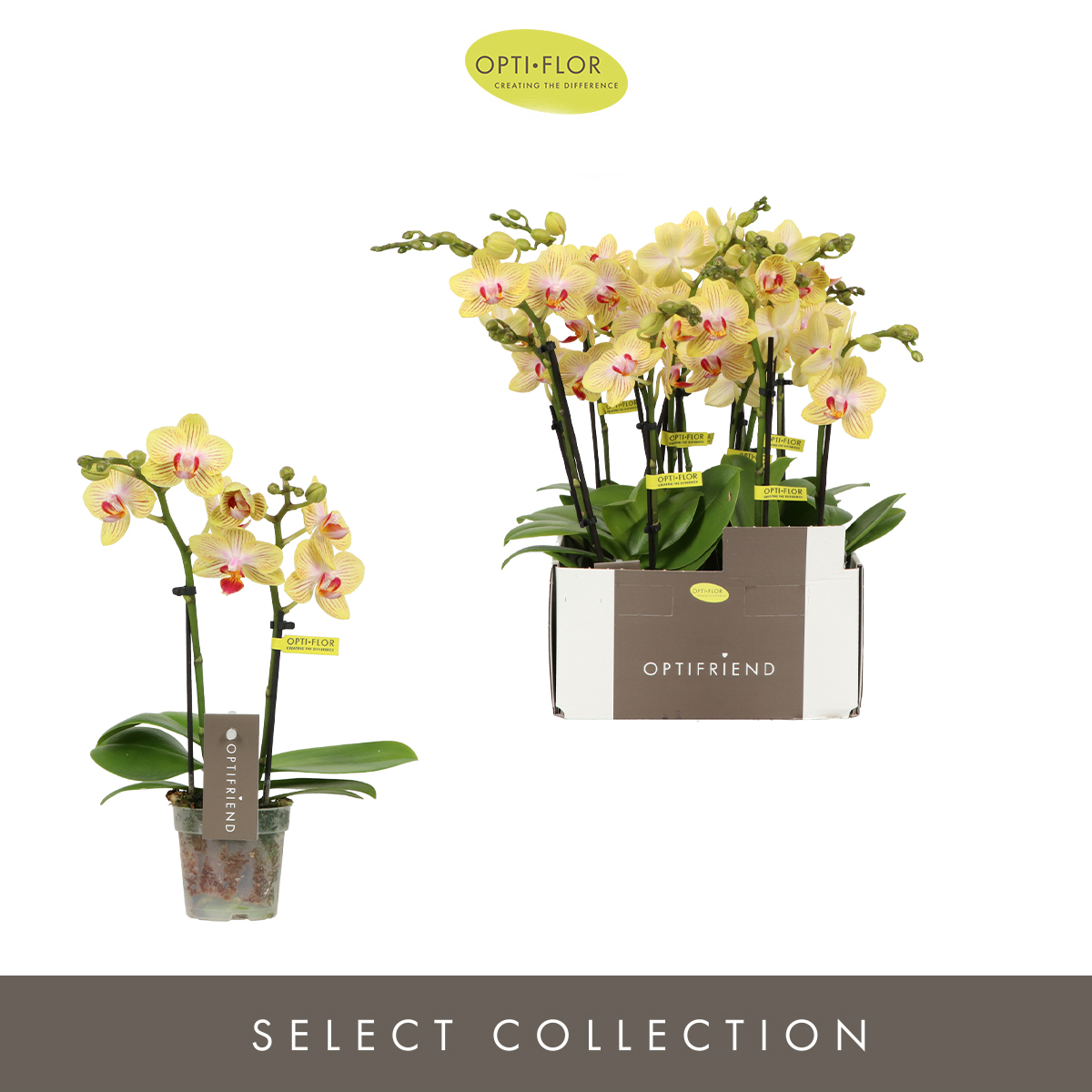 Planta naturala 2-Branches Yellow H25cm Phalaenopsis Multiflora Optifriend Stella PS7/ in pamant